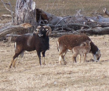 Bonnie with lamb
