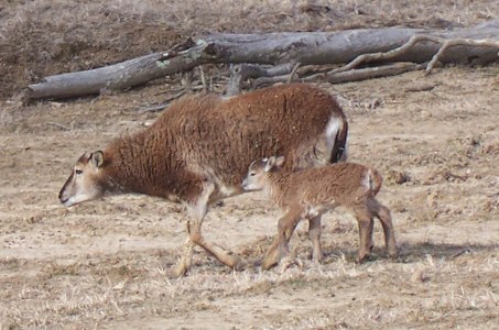 Dora with lamb