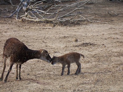 Ewe2withlamb (65K)
