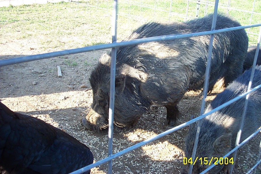 bigboar (257K)
