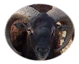 Soay Ram