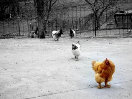 chickens (4601K)