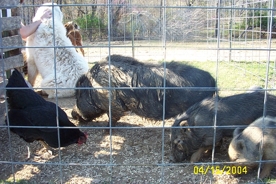 feedingtime (273K)