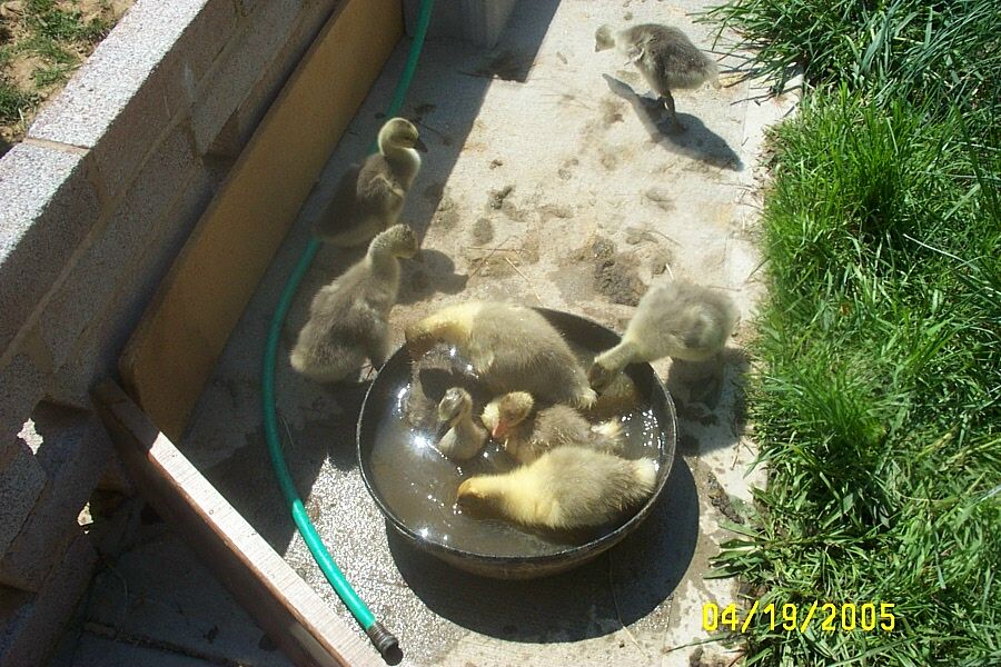 goslings (181K)