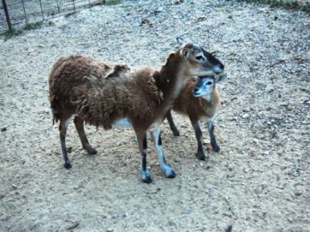 mama_and_lamb (58K)