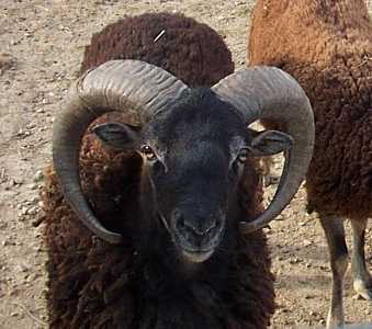 ram
