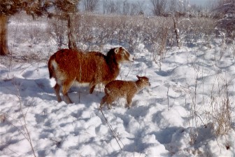 soay in snow