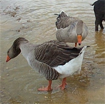 Toulouse Geese