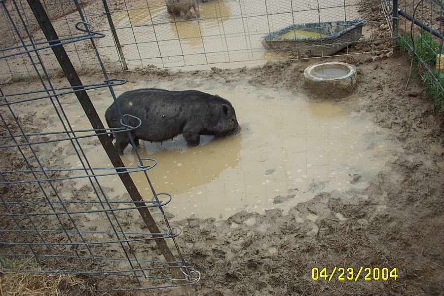 wallowing (239K)